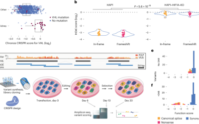 Saturation genome editing maps the functional spectrum of pathogenic VHL alleles – Nature